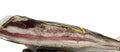 GUANCIALE S/V META’